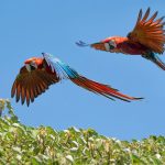 Después de 150 años, vuelven los guacamayos rojos a Iberá