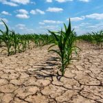 Sequía extrema: fenómeno natural y humano que dejó un millón de hectáreas sin sembrar