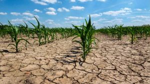 Lee más sobre el artículo Sequía extrema: fenómeno natural y humano que dejó un millón de hectáreas sin sembrar