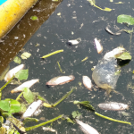 El Taller Ecologista evidenció la degradación y contaminación del Arroyo Ludueña