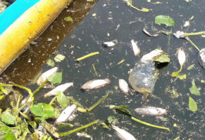 Lee más sobre el artículo El Taller Ecologista evidenció la degradación y contaminación del Arroyo Ludueña