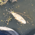 Cientos de peces muertos aparecieron en el arroyo Ludueña