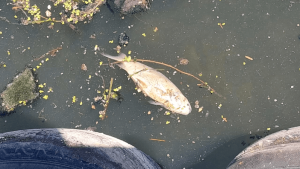 Lee más sobre el artículo Cientos de peces muertos aparecieron en el arroyo Ludueña