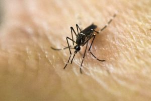 Lee más sobre el artículo Rosario, una de las zonas más afectadas por el brote de dengue en Argentina