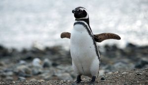 Lee más sobre el artículo Primera detección de microplásticos en pingüinos de Magallanes