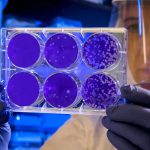 Bioartificial: extraen células de un órgano y lo repueblan con otras para trasplantes