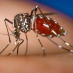 Dengue en Santa Fe: situación crítica ante la propagación del virus y un tercer fallecido