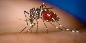 Lee más sobre el artículo Dengue en Santa Fe: situación crítica ante la propagación del virus y un tercer fallecido