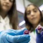 San Luis desarrolla producto anticaries a base de orégano