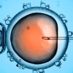 Fertilización post mortem: silencio jurídico y aplicación en el país