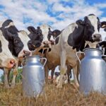 Gran avance para combatir un parásito que causa estragos en la producción lechera