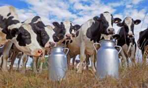 Lee más sobre el artículo Gran avance para combatir un parásito que causa estragos en la producción lechera