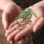 Aromito, la variedad de cannabis desarrollada en Santa Fe