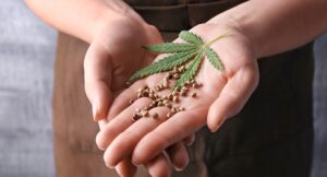 Lee más sobre el artículo Aromito, la variedad de cannabis desarrollada en Santa Fe