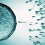 Rosarinos “preparan” espermatozoides para aumentar el éxito en técnicas de reproducción