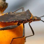 Desarrollan una vacuna nasal única en el mundo contra el Chagas