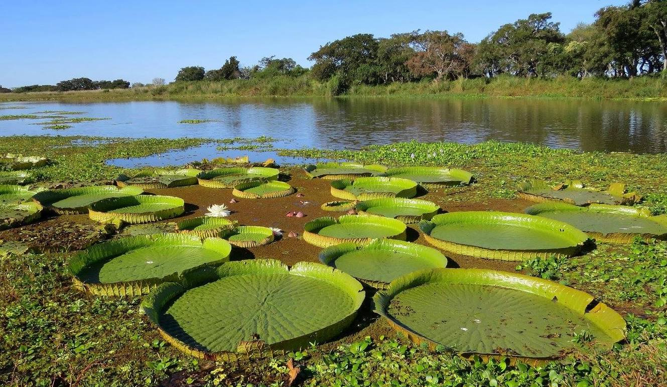 Lee más sobre el artículo Santa Fe amplía el inventario de humedales, una herramienta para el resguardo ambiental