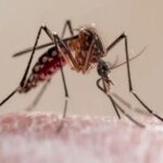 Dengue: cada vez más cerca de que sea una enfermedad pandémica