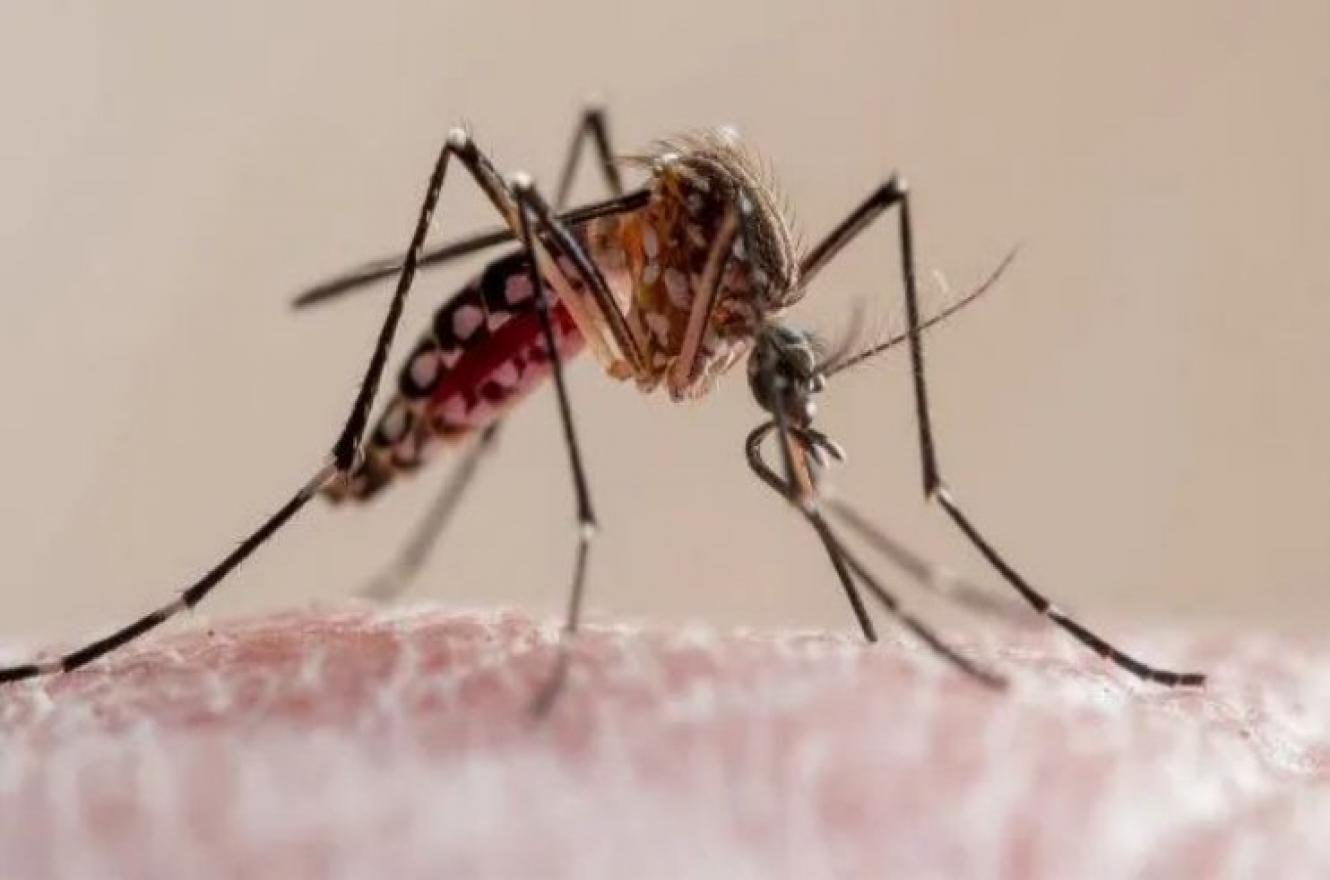 Lee más sobre el artículo Dengue: una problemática ligada al cambio climático