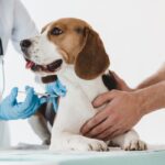 Anuncian campaña de vacunación antirrábica gratuita en caninos y felinos