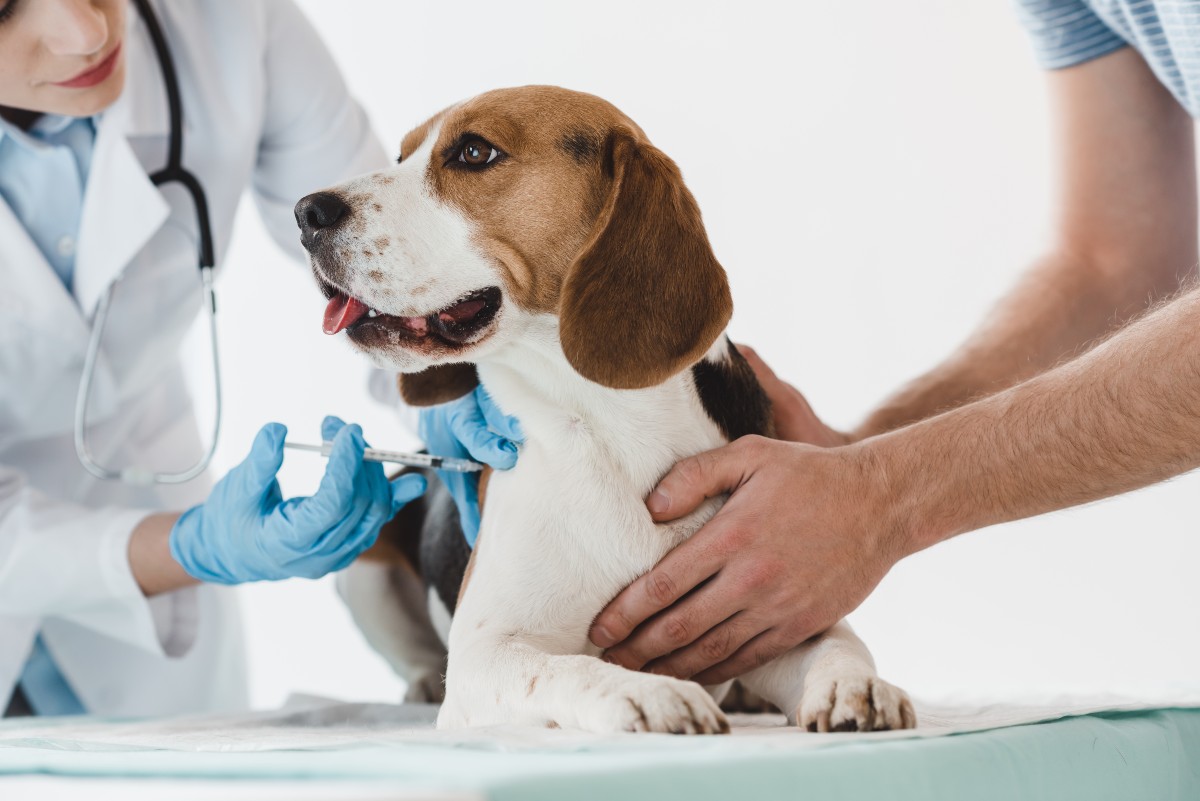 Lee más sobre el artículo Anuncian campaña de vacunación antirrábica gratuita en caninos y felinos