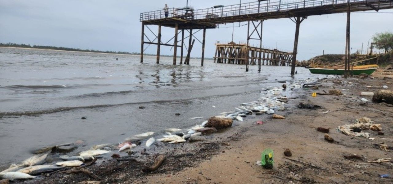 Lee más sobre el artículo Estudian la mortandad de peces en las orillas del Río Paraná ante riesgo de contaminación