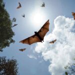 Qué funciones cumplen los murciélagos en ecosistemas de ambientes urbanos