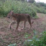 Un puma en Santa Fe: realizan el primer registro fotográfico de este felino en la región