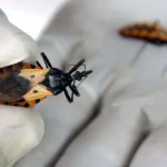 Investigadoras rosarinas de la UNR desarrollan una vacuna contra el mal de Chagas