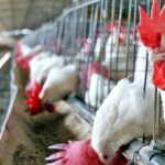 Alertan que si se abre la importación de pollos de Brasil se puede destruir el mercado