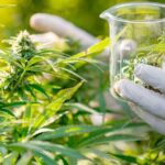 Cannabis medicinal: ¿Qué quiere hacer el gobierno nacional con el Reprocann?