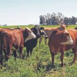 Aumento de la carne: “Es una recomposición del precio pero veremos si lo convalida el consumidor”