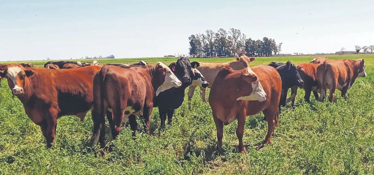 Lee más sobre el artículo Aumento de la carne: “Es una recomposición del precio pero veremos si lo convalida el consumidor”