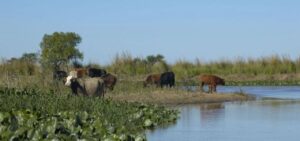 Lee más sobre el artículo Un simposio tratará los usos productivos de territorios en los humedales de la región