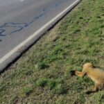 Ambientalistas advierten sobre los problemas de la licitación de la ruta a Victoria