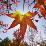 Directo a Instagram: La urbanidad ocre de los árboles de otoño