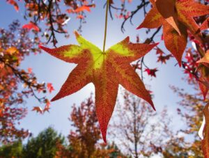 Lee más sobre el artículo Directo a Instagram: La urbanidad ocre de los árboles de otoño