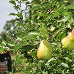 Ante la importación de peras y manzanas advierten que cerrarán plantas frutícolas
