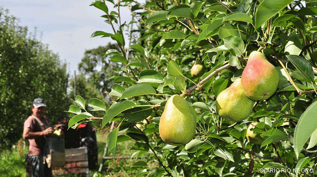 Lee más sobre el artículo Ante la importación de peras y manzanas advierten que cerrarán plantas frutícolas
