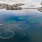 La increíble historia de la Ruta del Salmón desde el sur patagónico hasta a las aguas del río Paraná