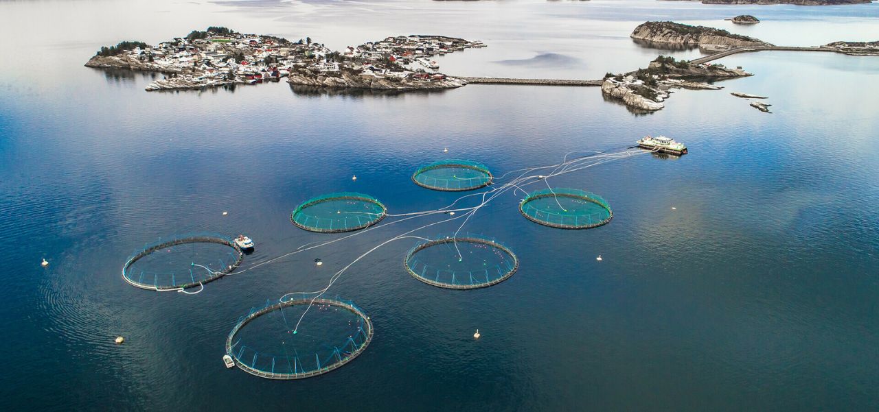 Lee más sobre el artículo La increíble historia de la Ruta del Salmón desde el sur patagónico hasta a las aguas del río Paraná