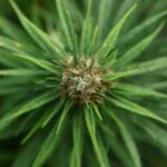 Cómo es el nuevo registro para cultivadores de cannabis