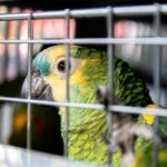 El negocio millonario del tráfico ilegal de fauna