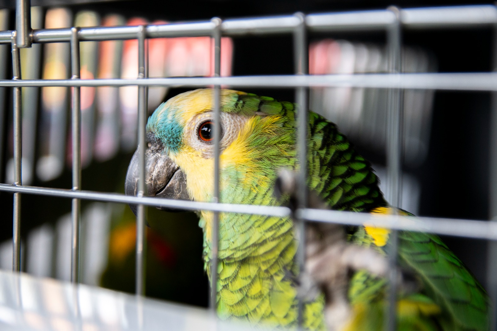 Lee más sobre el artículo El negocio millonario del tráfico ilegal de fauna