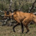 Liberaron a un aguará guazú en el territorio Santa Fe