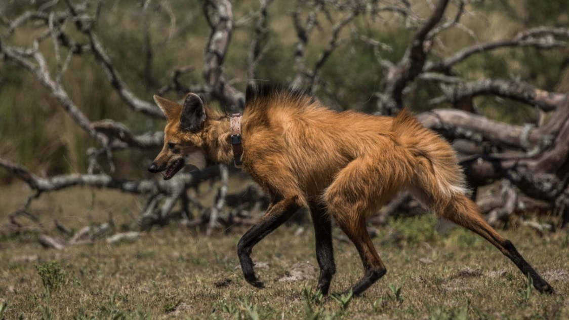 Lee más sobre el artículo Liberaron a un aguará guazú en el territorio Santa Fe