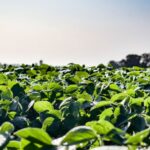 Advierten que “la euforia” de los productores agropecuarios con el gobierno decayó