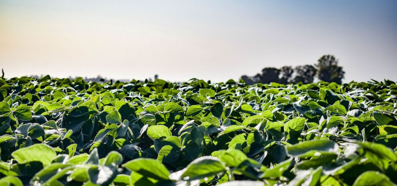 Lee más sobre el artículo Advierten que “la euforia” de los productores agropecuarios con el gobierno decayó