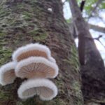 Una expedición histórica al mundo de los hongos en Santa Fe