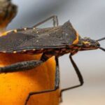 Romper el silencio que rodea a la enfermedad de Chagas en Argentina